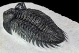 Coltraneia Trilobite Fossil - Huge Faceted Eyes #107059-5